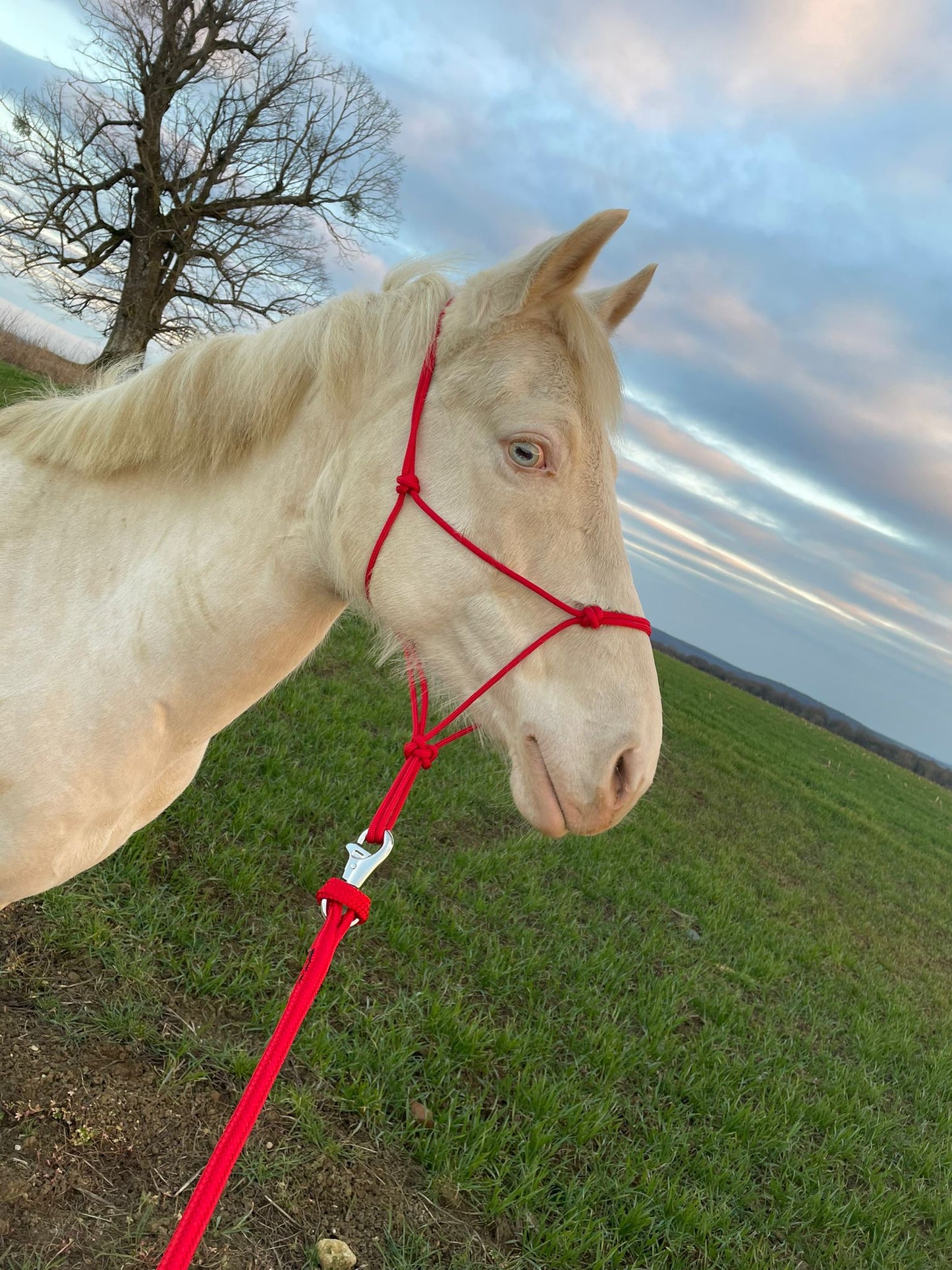Licol semi rigide - Collection HorseMan